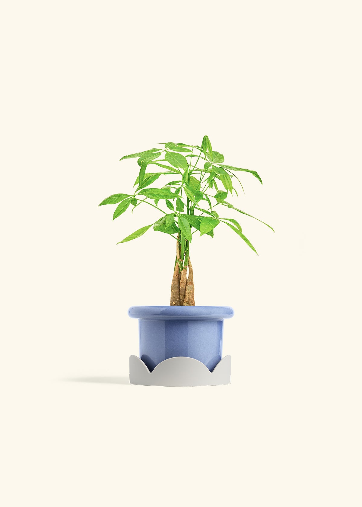 Money Tree in a 4 inches Fat Lip Blue Planter in a Oat Petal Drip Tray