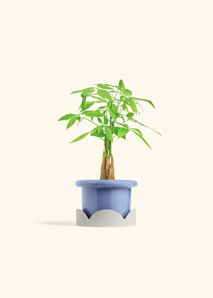 Money Tree in a 4 inches Fat Lip Blue Planter in a Oat Petal Drip Tray