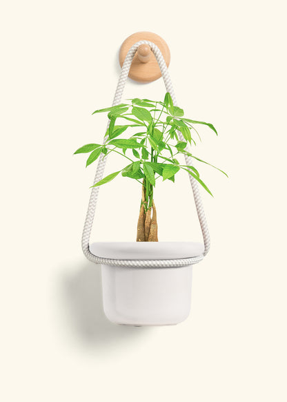 Braided Money Tree, Small