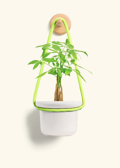 Braided Money Tree, Small