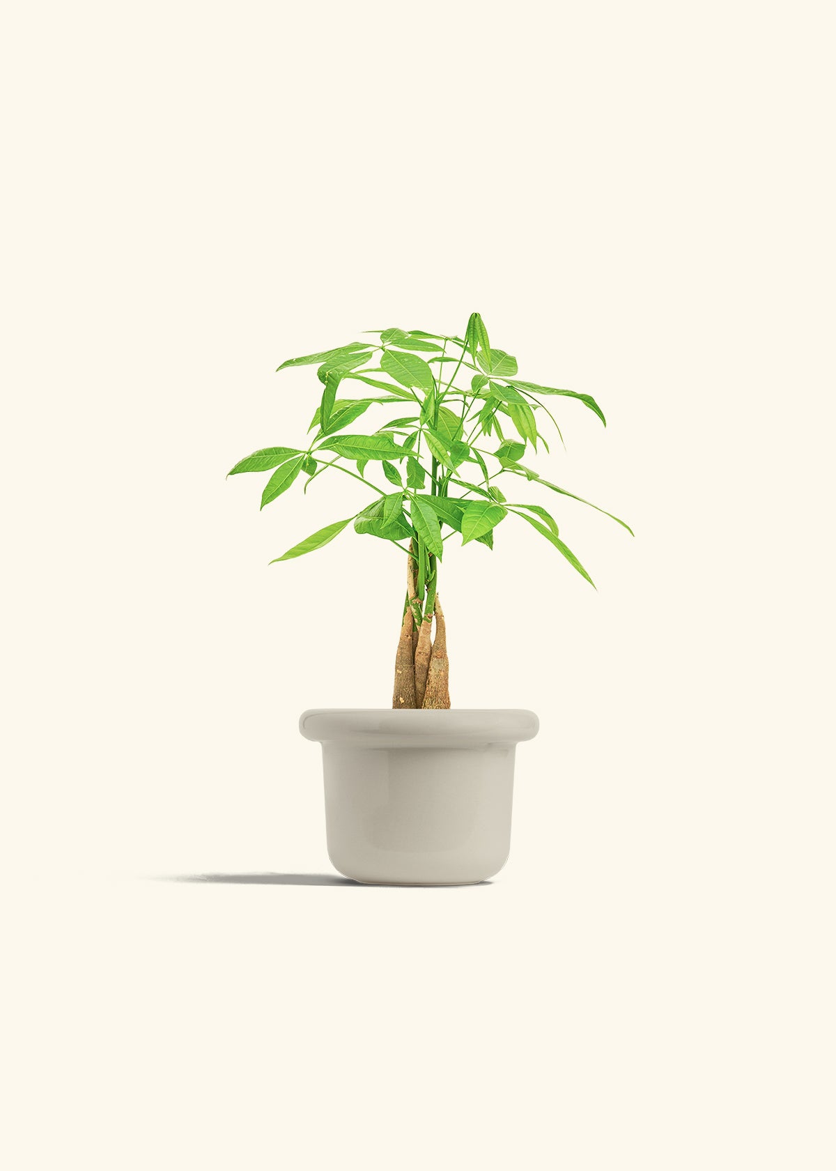 Money Tree in a 4 inches Fat Lip Oat Planter 