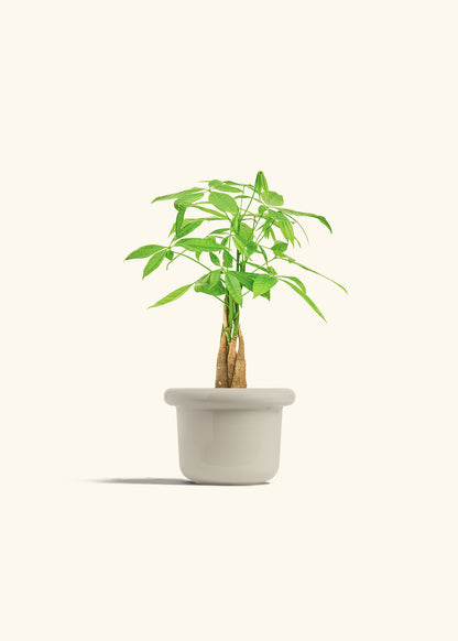 Money Tree in a 4 inches Fat Lip Oat Planter 