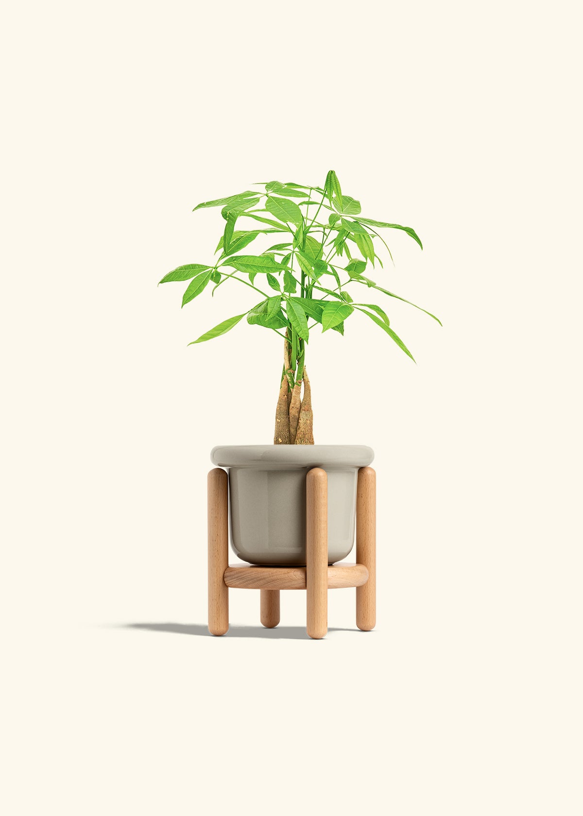 Money Tree in a 4 inches Fat Lip Oat Planter in a Beech Wood Stand