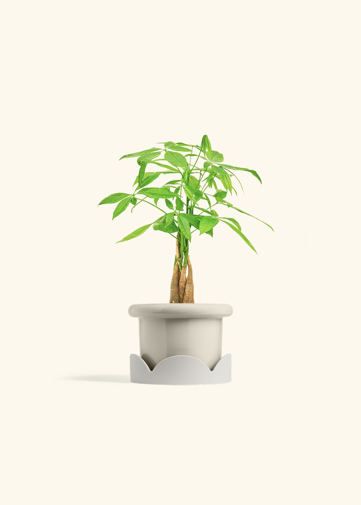 Money Tree in a 4 inches Fat Lip Oat Planter in a Oat Petal Drip Tray