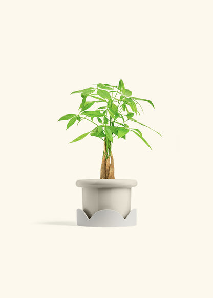 Money Tree in a 4 inches Fat Lip Oat Planter in a Oat Petal Drip Tray