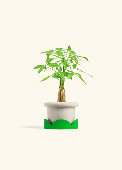 Money Tree in a 4 inches Fat Lip Oat Planter in a Shamrock Petal Drip Tray