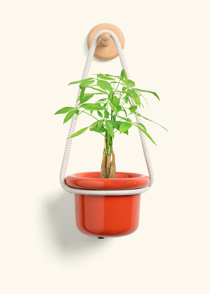 Braided Money Tree, Small