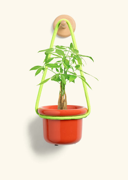 Braided Money Tree, Small