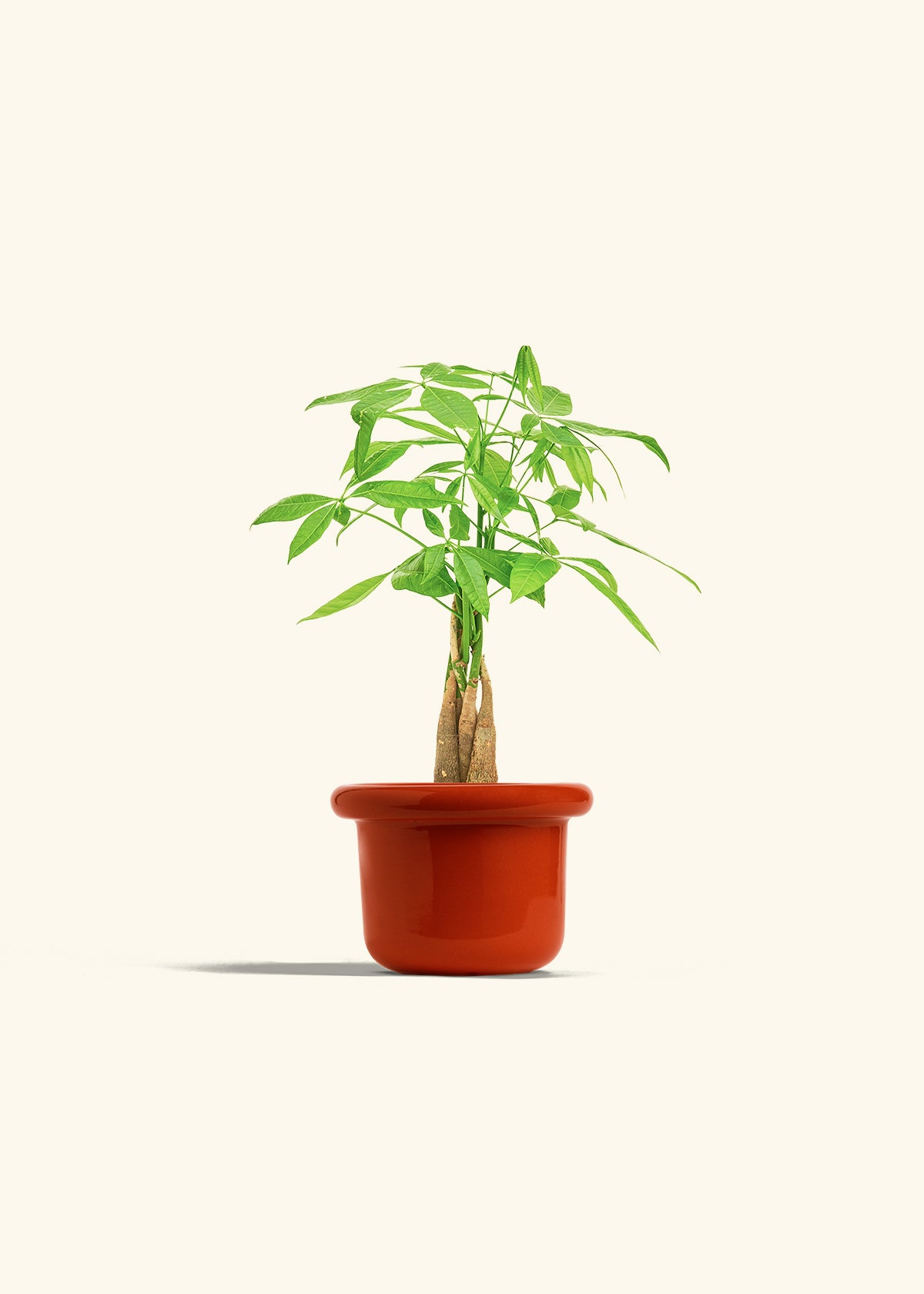 Money Tree in a 4 inches Fat Lip Red Planter 