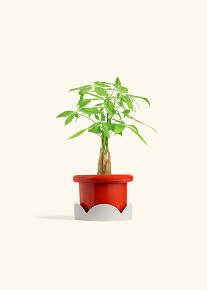 Money Tree in a 4 inches Fat Lip Red Planter in a Oat Petal Drip Tray
