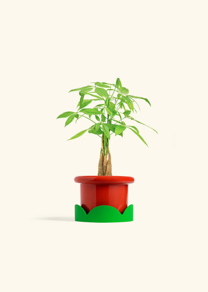 Money Tree in a 4 inches Fat Lip Red Planter in a Shamrock Petal Drip Tray