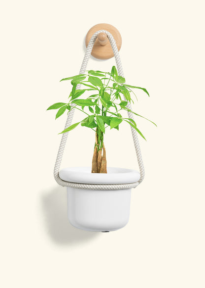 Braided Money Tree, Small