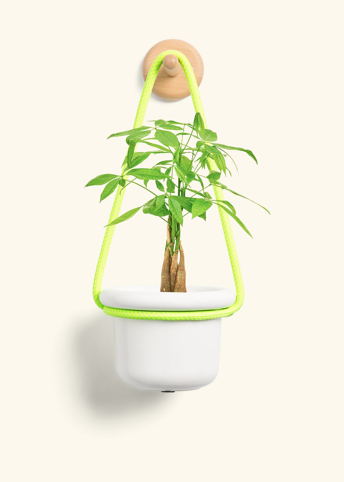 Braided Money Tree, Small