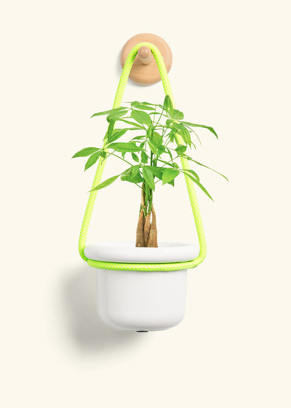 Braided Money Tree, Small