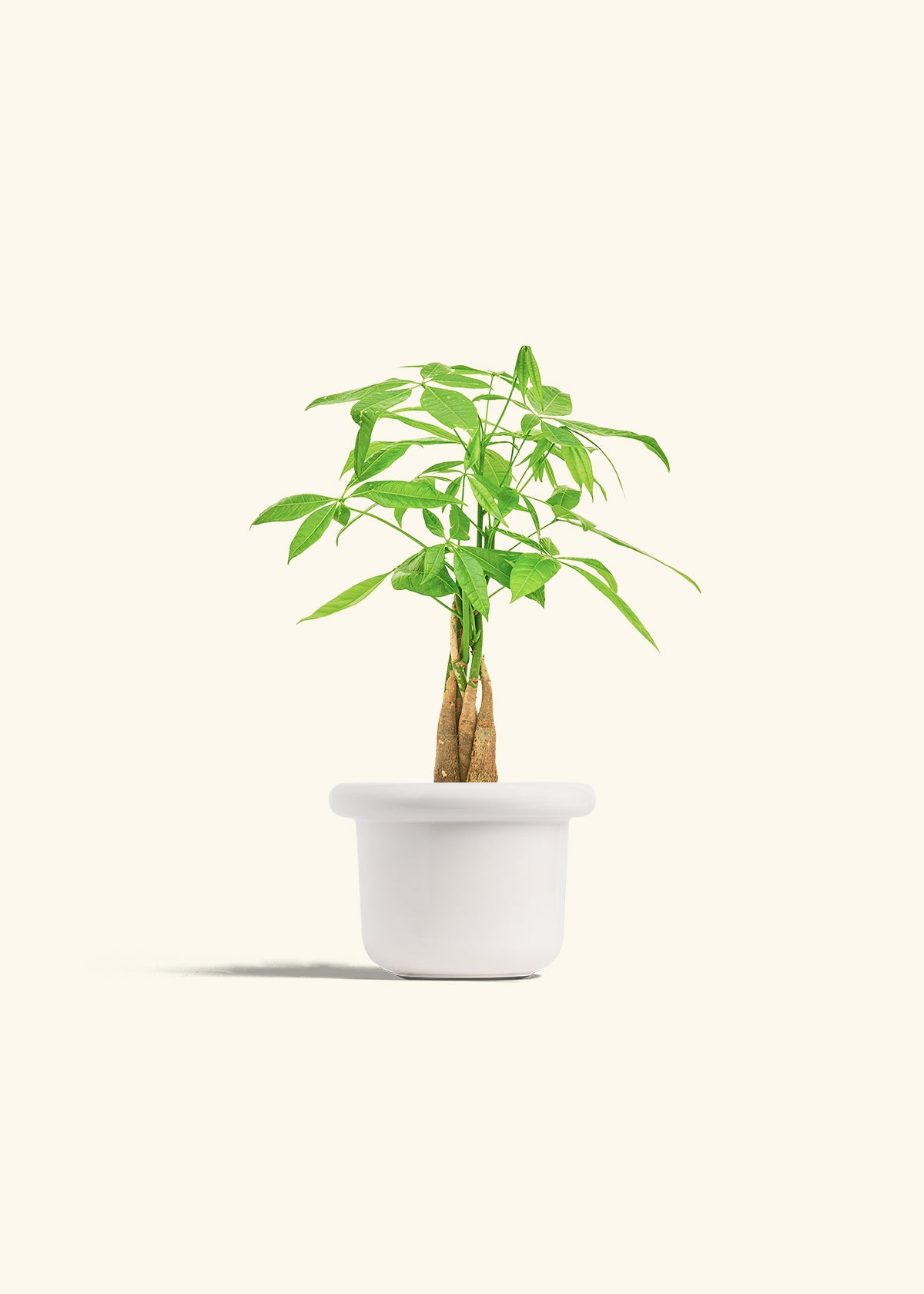 Money Tree in a 4 inches Fat Lip White Planter 
