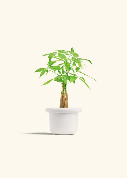 Money Tree in a 4 inches Fat Lip White Planter 