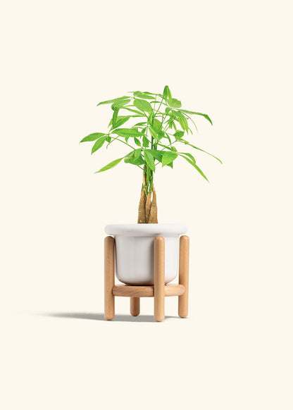 Money Tree in a 4 inches Fat Lip White Planter in a Beech Wood Stand