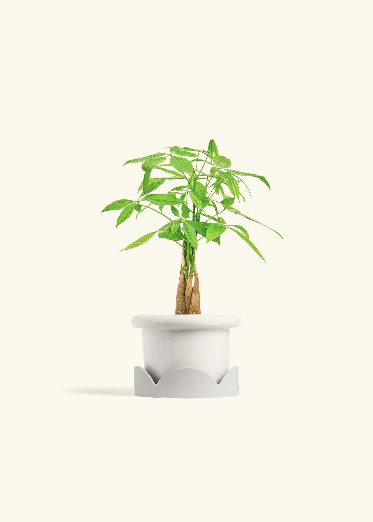 Money Tree in a 4 inches Fat Lip White Planter in a Oat Petal Drip Tray