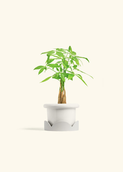 Money Tree in a 4 inches Fat Lip White Planter in a Oat Petal Drip Tray