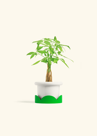 Money Tree in a 4 inches Fat Lip White Planter in a Shamrock Petal Drip Tray