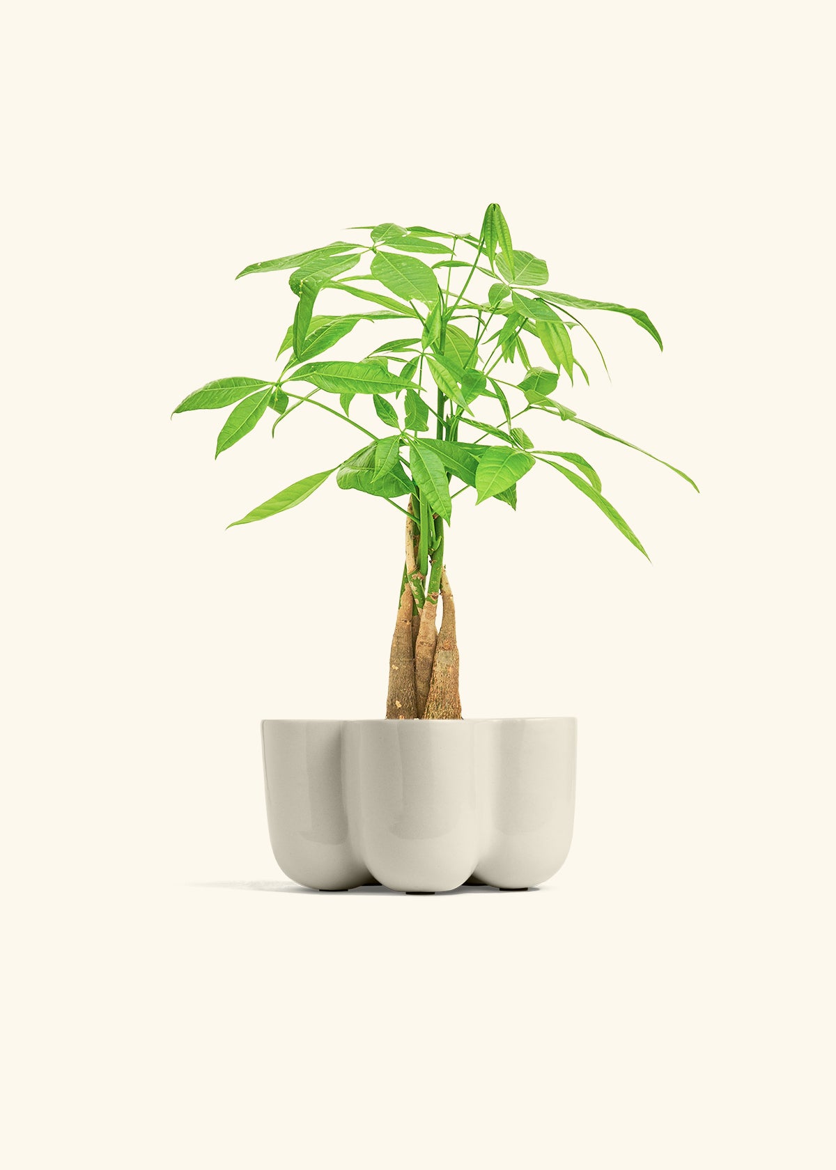Money Tree in a 4 inches in a Oat Petal Planter