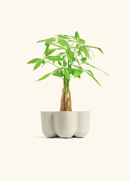 Money Tree in a 4 inches in a Oat Petal Planter