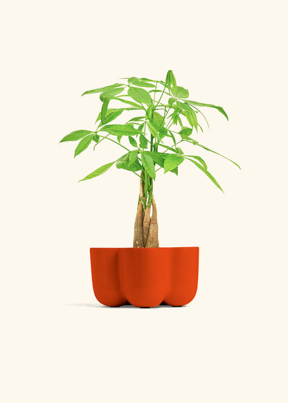 Money Tree in a 4 inches in a Red Petal Planter