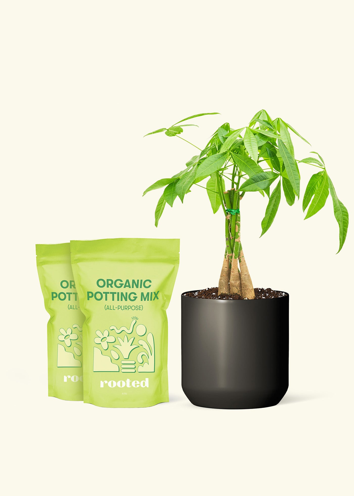 Medium Braided Money Tree in a black cylinder pot and 2 bags of soil.