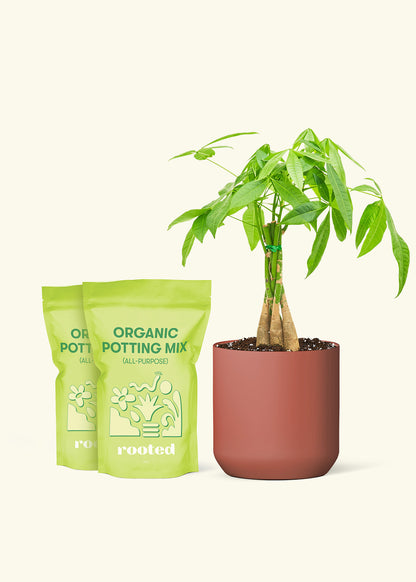 Medium Braided Money Tree in a burgundy cylinder pot and 2 bags of soil.