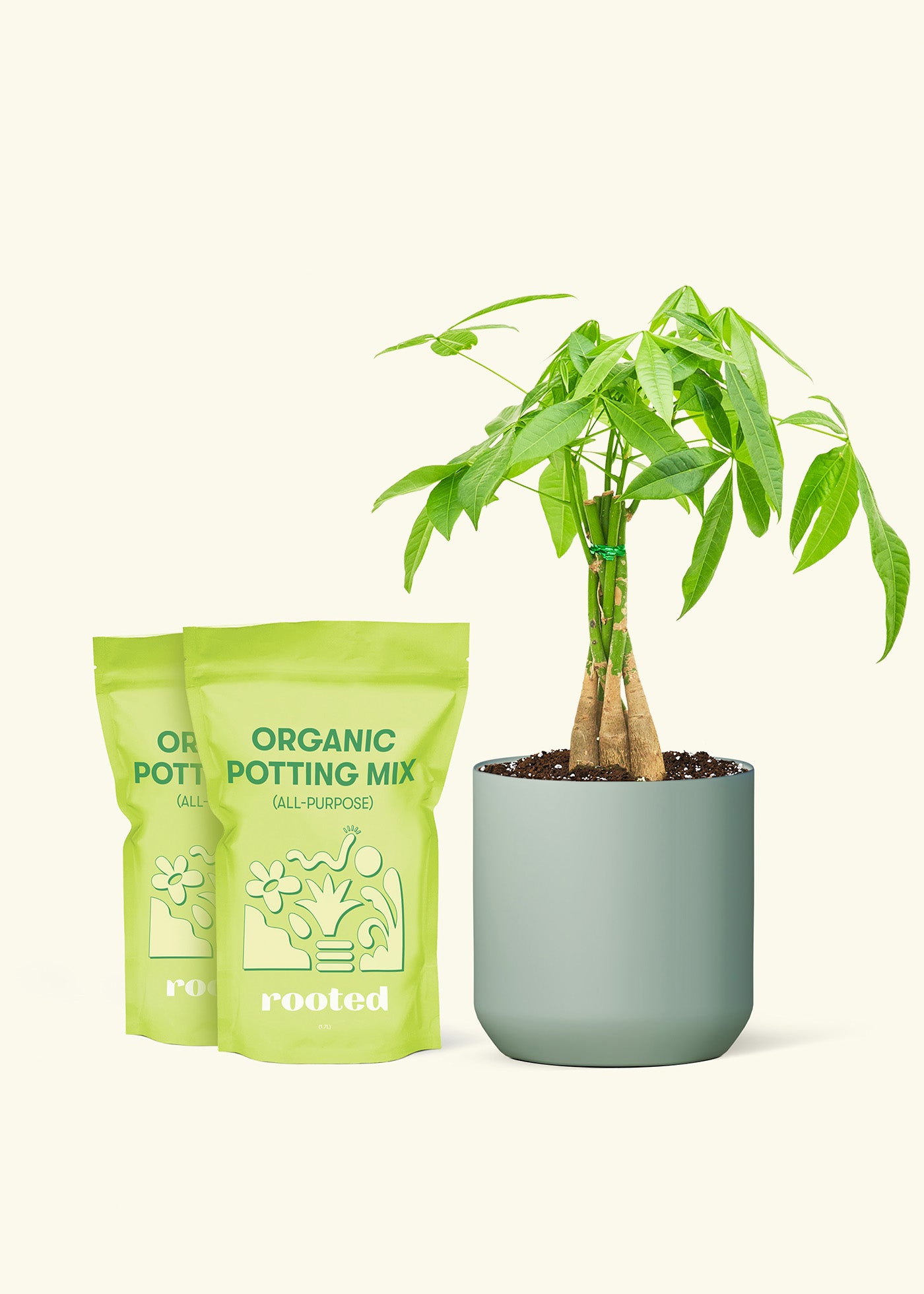 Medium Braided Money Tree in a sage cylinder pot and 2 bags of soil.