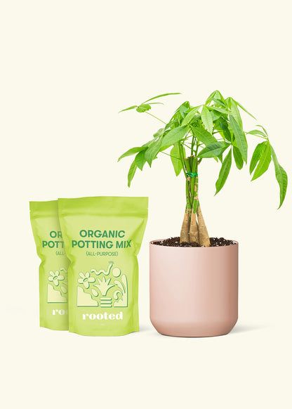 Medium Braided Money Tree in a pink cylinder pot and 2 bags of soil.
