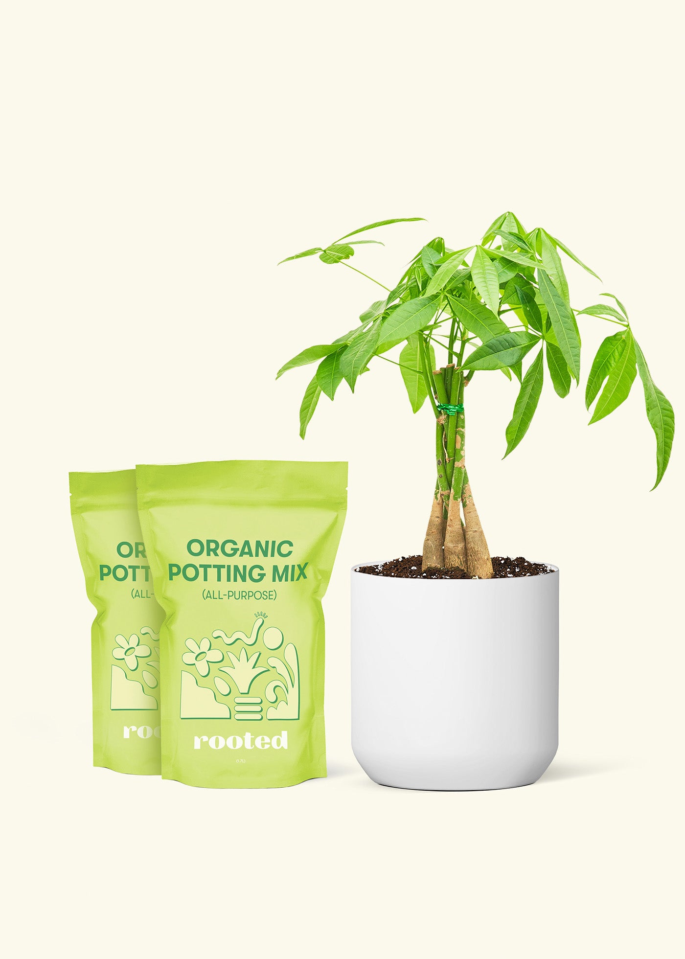 Medium Braided Money Tree in a white cylinder pot and 2 bags of soil.