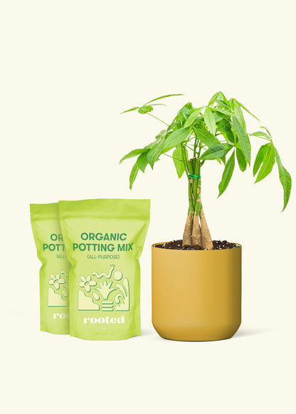 Medium Braided Money Tree in a mustard cylinder pot and 2 bags of soil.
