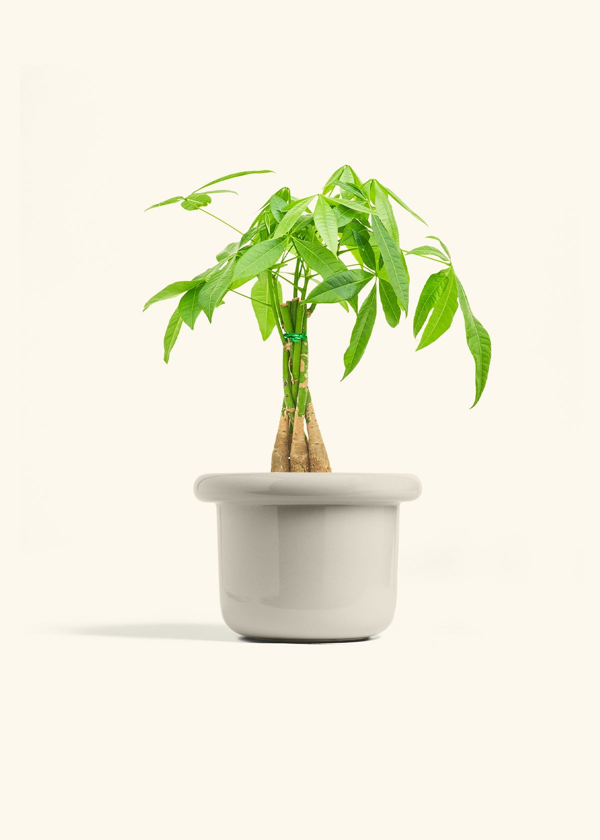 Braided Money Tree in a 6 inches Fat Lip Oat Planter in a Beech Wood Stand