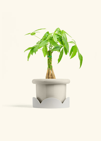 Braided Money Tree in a 6 inches Fat Lip Oat Planter in a Shamrock Petal Drip Tray