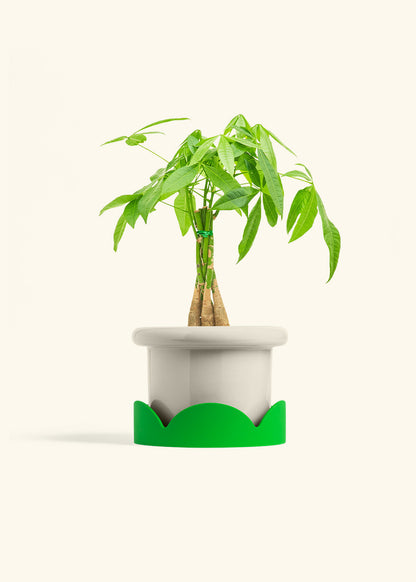 Braided Money Tree in a 6 inches Fat Lip Oat Planter in a Oat Petal Drip Tray