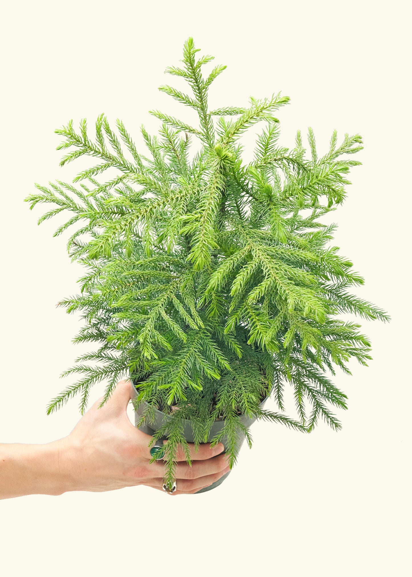 Norfolk Pine, Medium