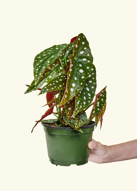 Begonia maculata, Medium