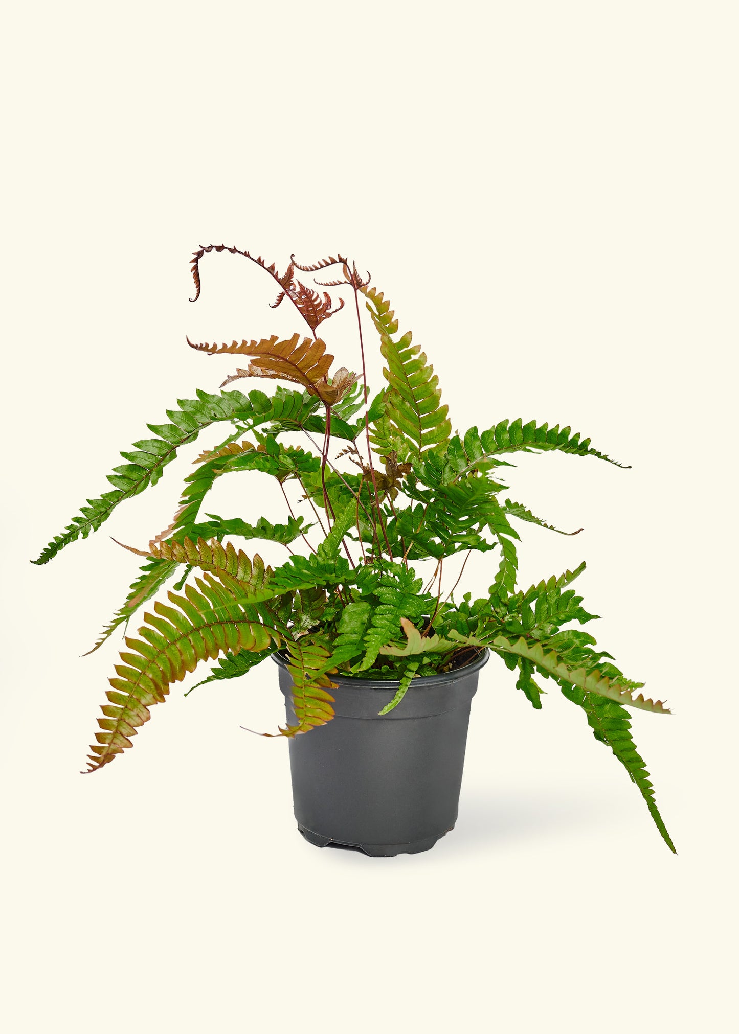 Autumn Fern, Small