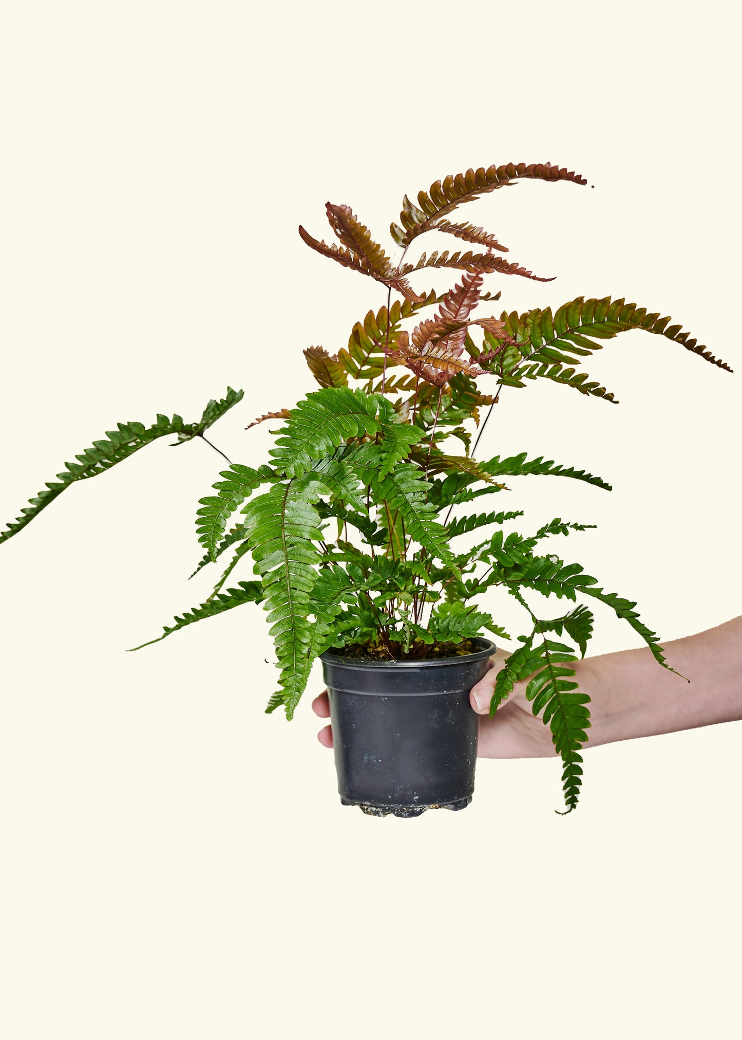 Autumn Fern, Small