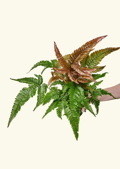 Autumn Fern, Small