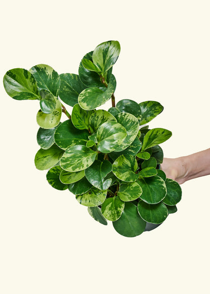 Variegated Baby Rubber Plant, Medium