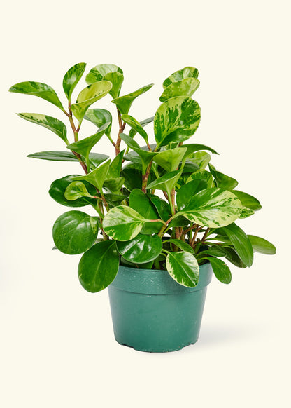 Variegated Baby Rubber Plant, Medium