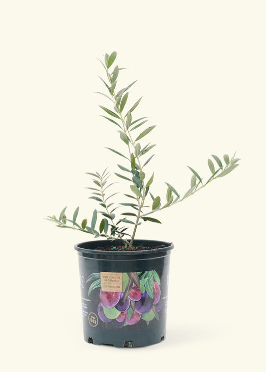 Olive Tree, Large in a grow pot