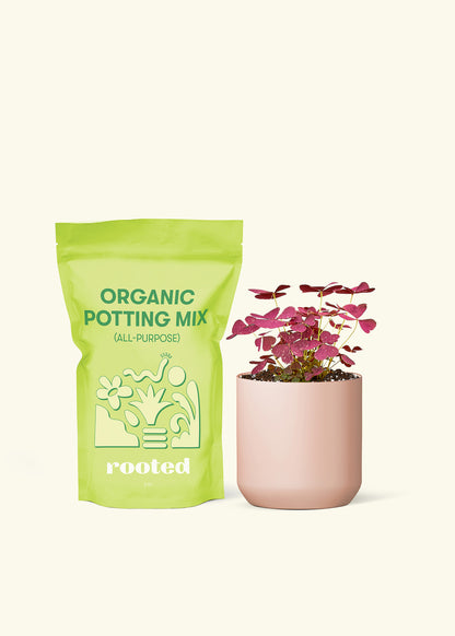 Small False Shamrock in a pink cylinder pot and a bag of soil.