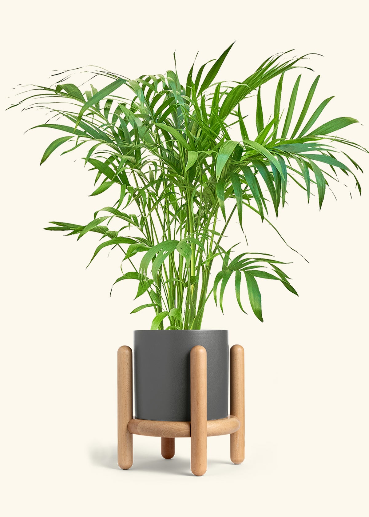 Bamboo Palm in a 10 inches Charcoal Classic Cylinder Planter in a Shamrock Petal Drip Tray