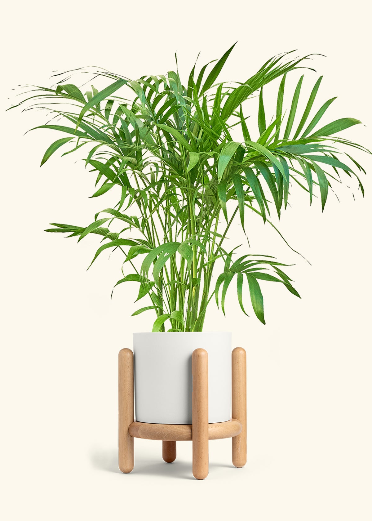 Bamboo Palm in a 10 inches White Classic Cylinder Planter in a Beech Wood Stand