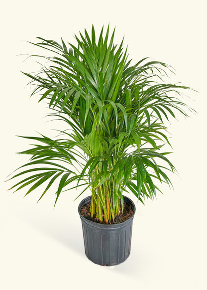 Bamboo Palm, Large