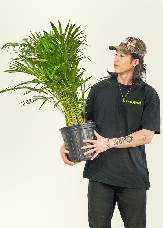 Large Bamboo Palm Plant in a grow pot