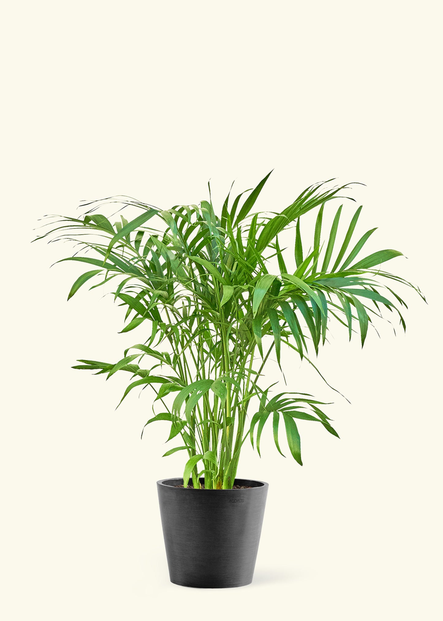 Large Bamboo Palm Plant in a black pot.